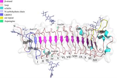 The role of fibromodulin in inflammatory responses and diseases associated with inflammation